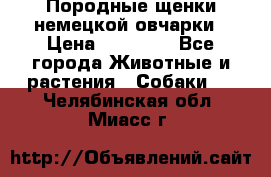 Породные щенки немецкой овчарки › Цена ­ 24 000 - Все города Животные и растения » Собаки   . Челябинская обл.,Миасс г.